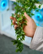 Artificial Hanging Plants NO.2 - Image 2