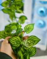 Leaf Branch - Image 2